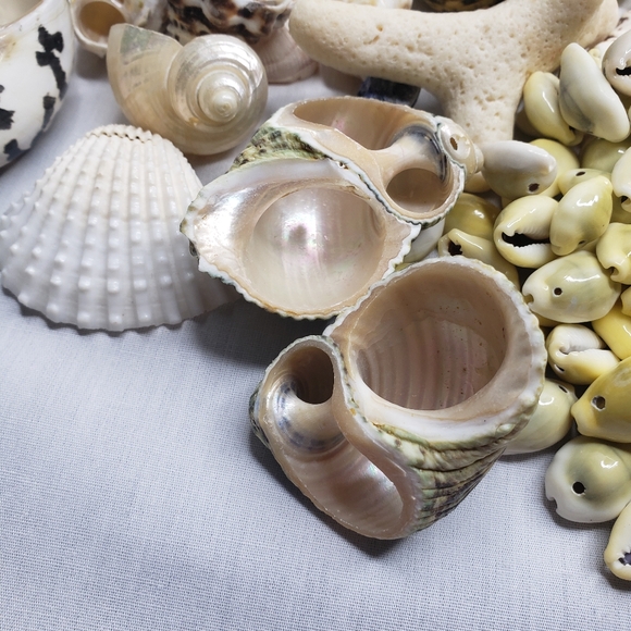 Assorted Seashell Collection 3.8 Pounds For Crafting Decor - Picture 4 of 7